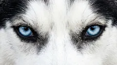 Waarom je je hond niet recht in de ogen mag kijken: een communicatiefout die agressie kan uitlokken