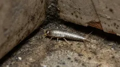 Waarom leeft het in onze badkamers en wat doet het daar? Interessante feiten over pinwormen.