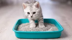 5 seconden en de kattenbak is schoon! Een eenvoudige tijdbesparende truc die je veel tijd zal besparen