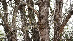 Een uil zit in een boom, maar niet iedereen kan hem zien. Kon jij hem zien?