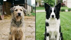 Wie is slimmer: een bastaardhond of een rashond?