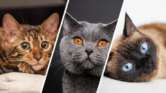 Top 5 slimste kattenrassen: ranglijst van intelligente favorieten