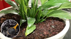 Waarom houtskool werd toegevoegd aan de grond voor kamerbloemen: de reden, die wordt verborgen in de winkels