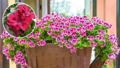 Geranium in huiselijke omstandigheden: uitgebreide verzorging en bloeigeheimen.